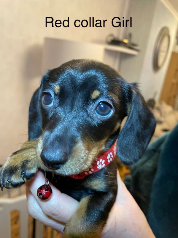 6 beautiful short haired miniature Dachshunds for sale in Newport / Casnewydd, Gwent