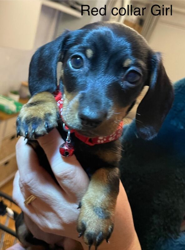 6 beautiful short haired miniature Dachshunds for sale in Newport / Casnewydd, Gwent