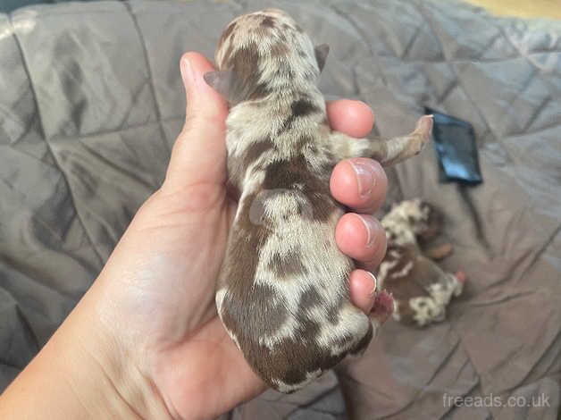 Dachshund Puppies for sale in Essex