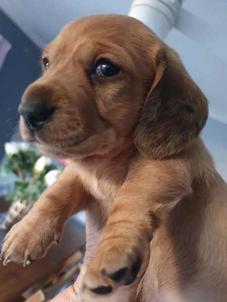 6 KC registered Dachshund puppies. Girls & Boys ready for sale in Abington, Northamptonshire