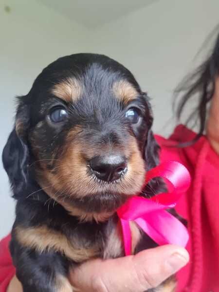 6 KC registered Dachshund puppies. Girls & Boys ready for sale in Abington, Northamptonshire - Image 2