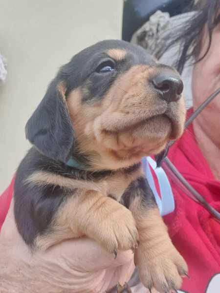 6 KC registered Dachshund puppies. Girls & Boys ready for sale in Abington, Northamptonshire - Image 3