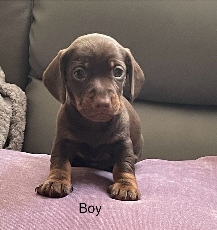 **6 miniature dachshunds 1 boy left** for sale in Swindon, Wiltshire