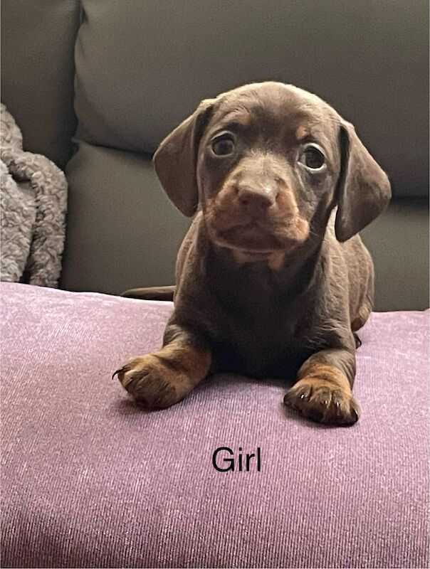 **6 miniature dachshunds 1 boy left** for sale in Swindon, Wiltshire - Image 3