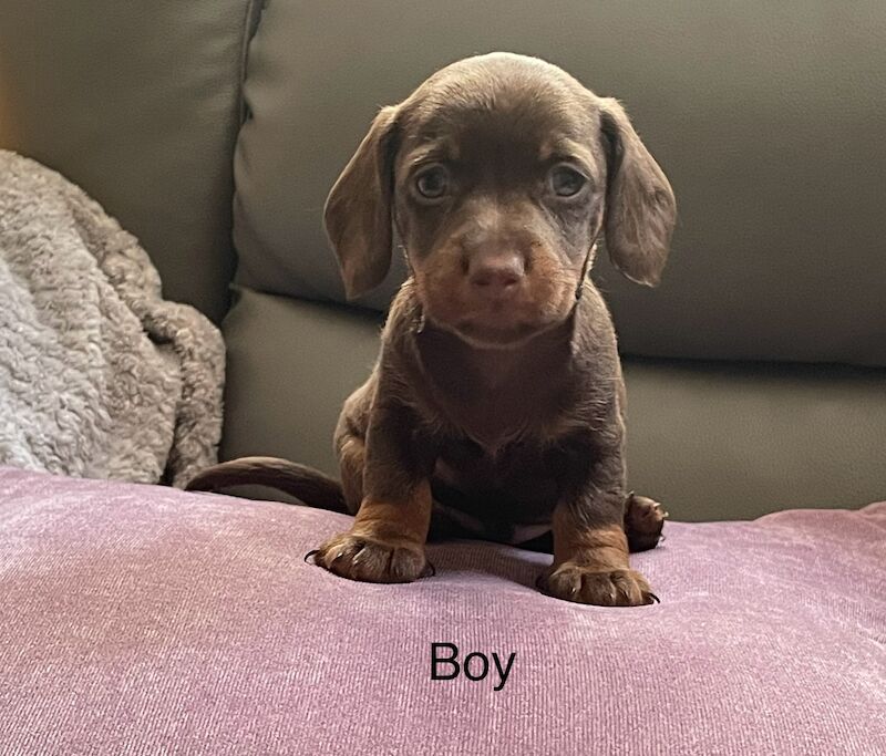 **6 miniature dachshunds 1 boy left** for sale in Swindon, Wiltshire - Image 4