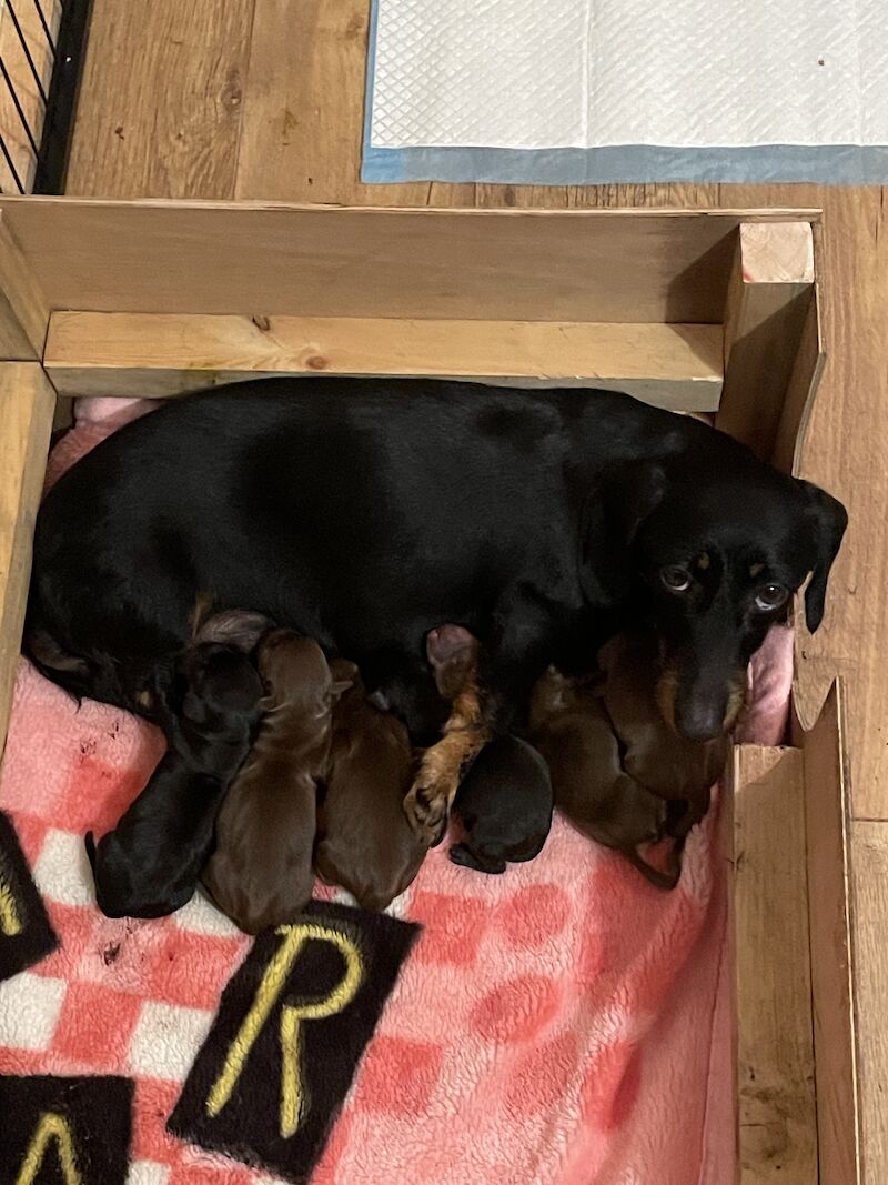 **6 miniature dachshunds 1 boy left** for sale in Swindon, Wiltshire - Image 5
