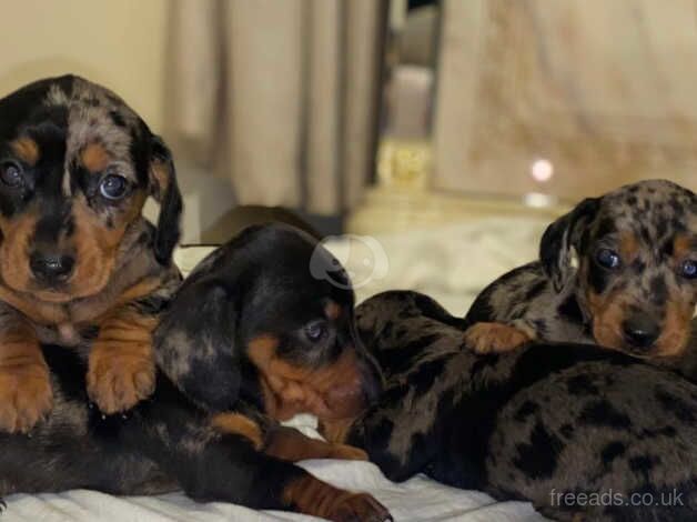 6 Miniature Dapple Dachshund puppies for sale in Strabane, Strabane