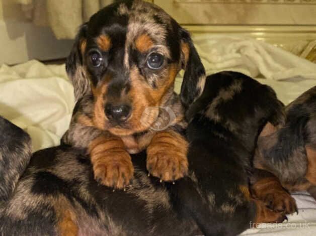 Dachshunds for sale in Strabane, Strabane