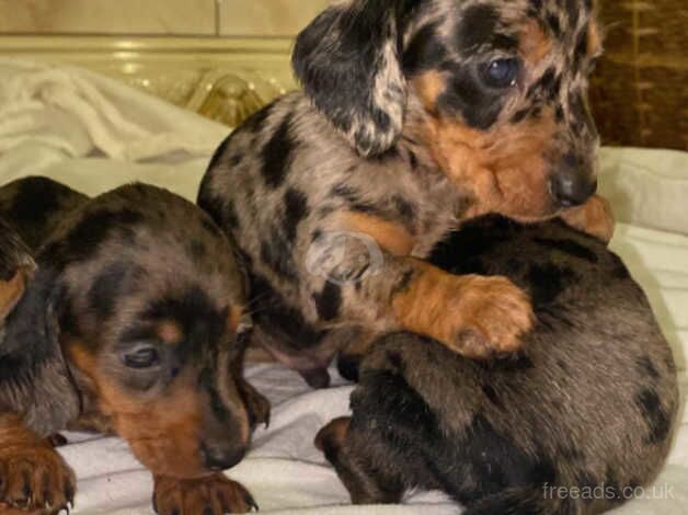 Dachshund Puppies for sale in Strabane