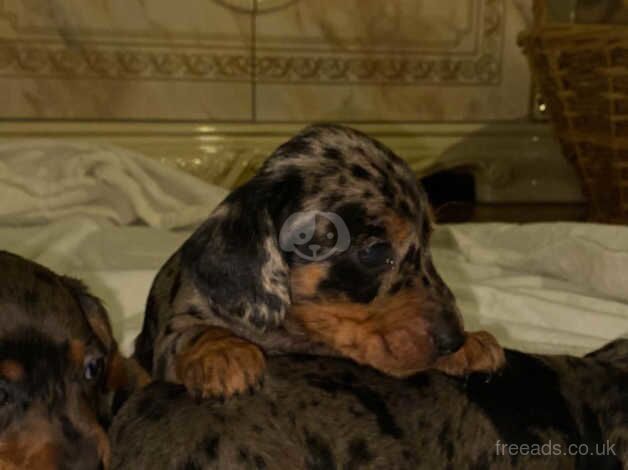 Dachshund Puppies for sale