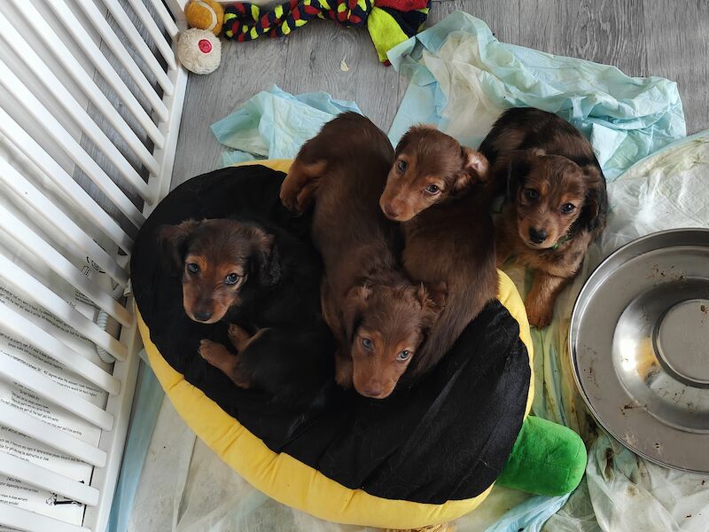 6 miniature long haired dachshund for sale in Lower Kingswood, Surrey