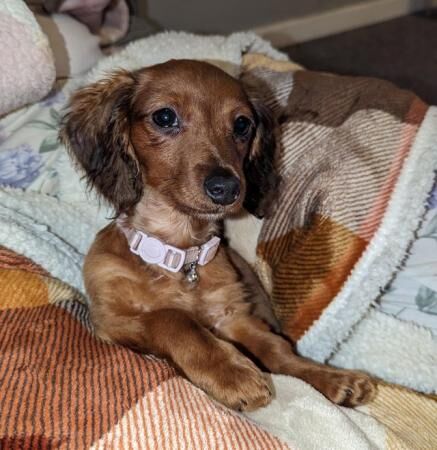 6 month long haired miniature dachshund for sale in Maryport, Cumbria