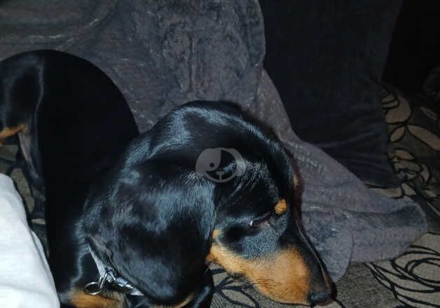 6 month old dachshund for sale in Woolaston, Gloucestershire