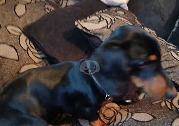 6 month old dachshund for sale in Woolaston, Gloucestershire - Image 3