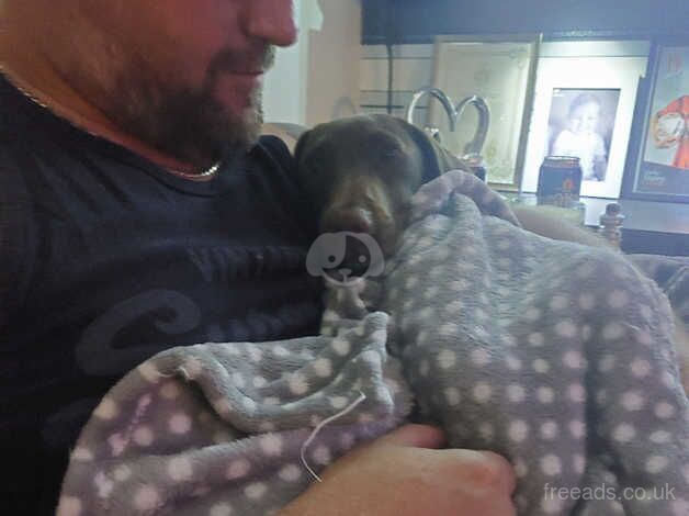 6 month old male Dachshund. for sale in Mansfield, Nottinghamshire - Image 1