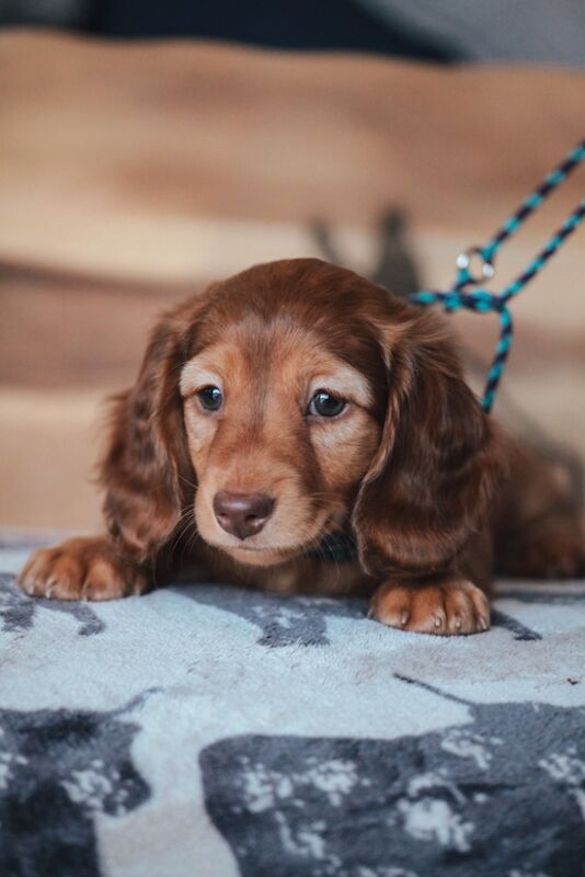 Dachshunds for sale in Arundel, West Sussex