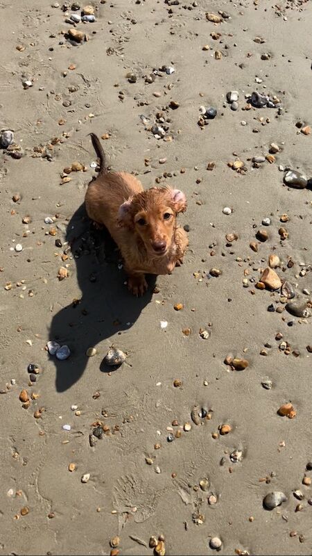 KC Registered Dachshund Puppies for sale in West Sussex