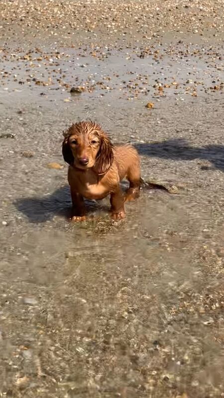 Dachshund Puppies for sale