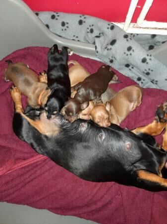 6 week old stunning litter of mini dachshunds for sale in Deal, Kent