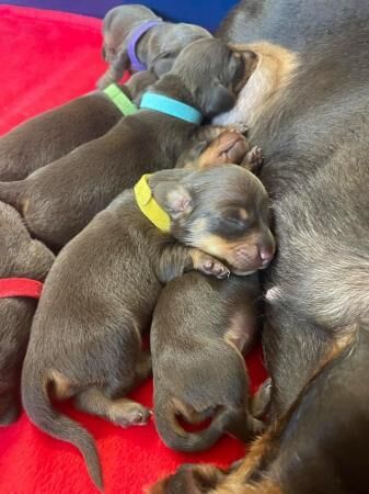 7 beautiful chocolate and tan mini smooth dachshund puppies for sale in Camborne, Cornwall - Image 1
