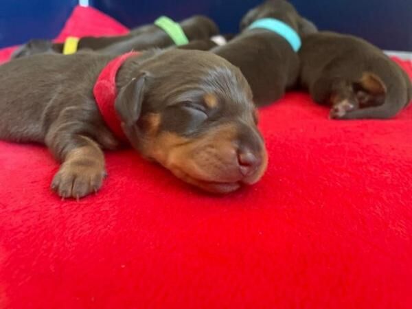 7 beautiful chocolate and tan mini smooth dachshund puppies for sale in Camborne, Cornwall - Image 2