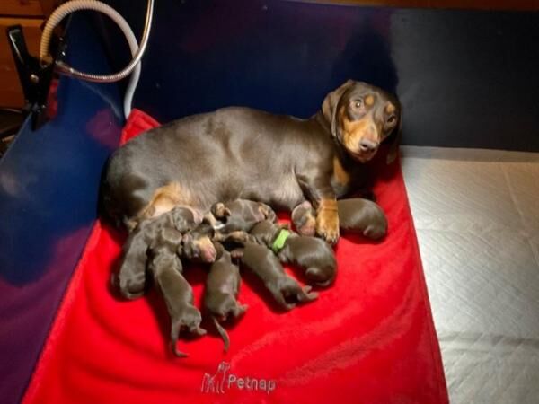 7 beautiful chocolate and tan mini smooth dachshund puppies for sale in Camborne, Cornwall - Image 5
