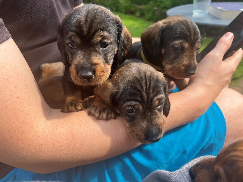 7 Beautiful KC Standard Dachshunds (Wire Haired) for sale in Manchester, Greater Manchester