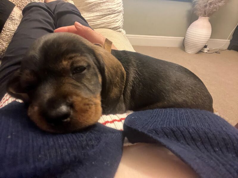 7 Beautiful KC Standard Dachshunds (Wire Haired) for sale in Manchester, Greater Manchester - Image 2