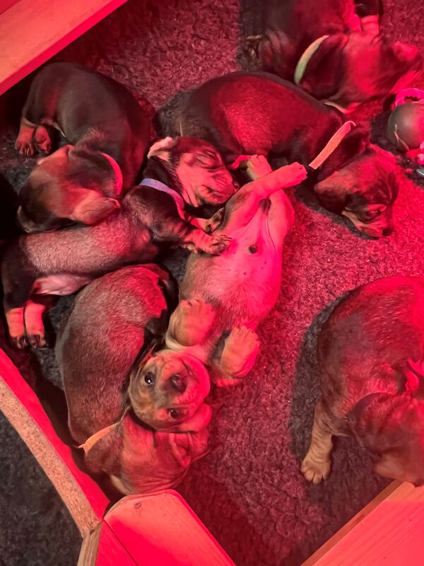 7 Beautiful KC Standard Dachshunds (Wire Haired) for sale in Manchester, Greater Manchester - Image 3