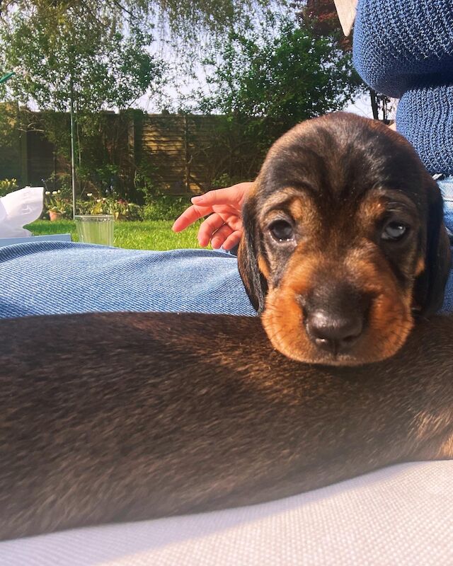 7 Beautiful KC Standard Dachshunds (Wire Haired) for sale in Manchester, Greater Manchester - Image 4