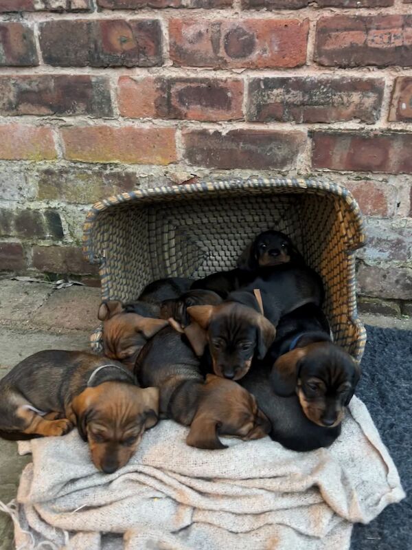 7 Beautiful KC Standard Dachshunds (Wire Haired) for sale in Manchester, Greater Manchester - Image 7