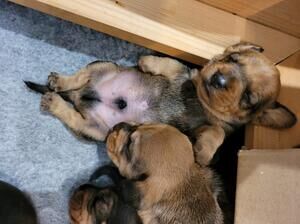 7 Beautiful KC Standard Dachshunds (Wire Haired) for sale in Manchester, Greater Manchester - Image 8