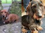 7 Beautiful KC Standard Dachshunds (Wire Haired) for sale in Manchester, Greater Manchester - Image 9