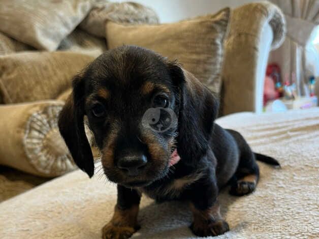 7 Beautiful Puppies looking for their forever homes! for sale in Fareham, Hampshire