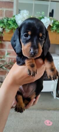 7 beautiful standard Dachshunds for sale in Barnsley, South Yorkshire - Image 1