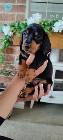 7 beautiful standard Dachshunds for sale in Barnsley, South Yorkshire - Image 3