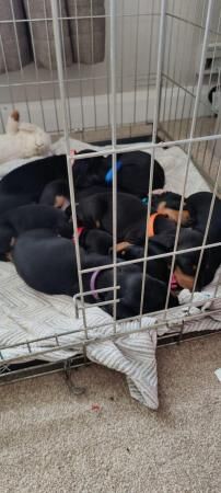 7 beautiful standard Dachshunds for sale in Barnsley, South Yorkshire - Image 4