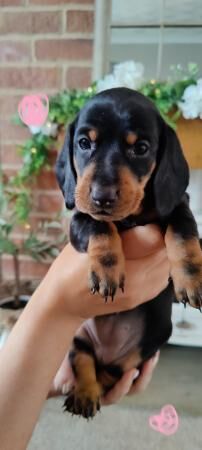 7 beautiful standard Dachshunds for sale in Barnsley, South Yorkshire - Image 5
