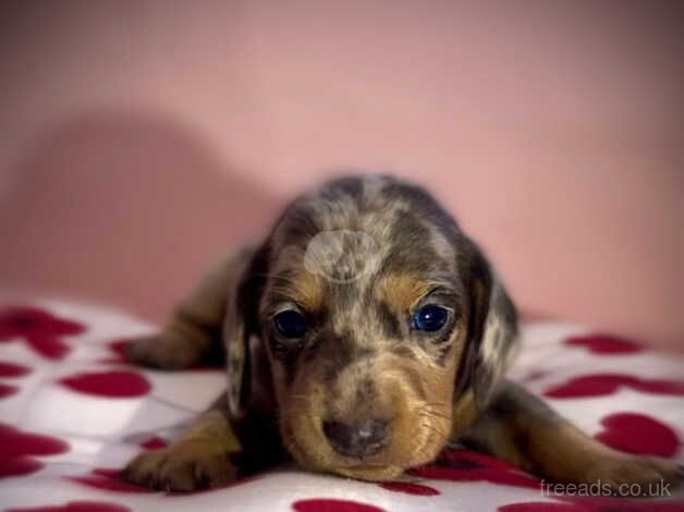 7 lovely dachshund puppies for sale in Bradford, West Yorkshire