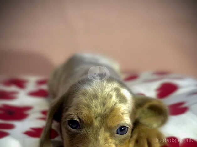 7 lovely dachshund puppies for sale in Bradford, West Yorkshire - Image 2