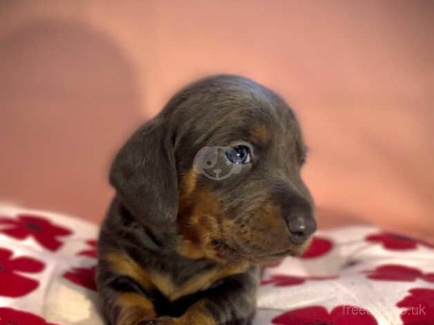 7 lovely dachshund puppies for sale in Bradford, West Yorkshire - Image 3