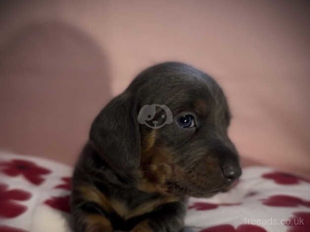 7 lovely dachshund puppies for sale in Bradford, West Yorkshire - Image 4