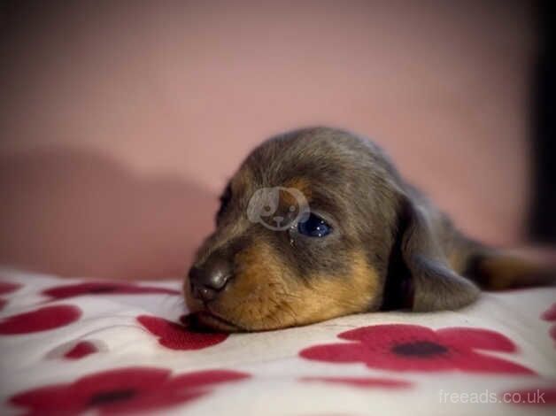 7 lovely dachshund puppies for sale in Bradford, West Yorkshire - Image 5