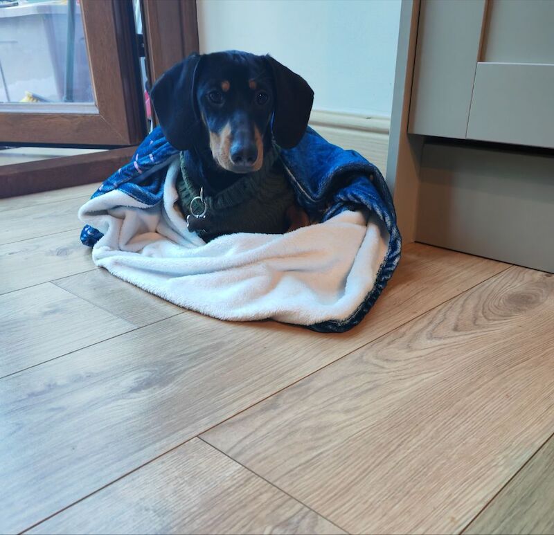 7 month old male Dachshund for sale in Pontypool / Pont-y-pŵl, Gwent - Image 3