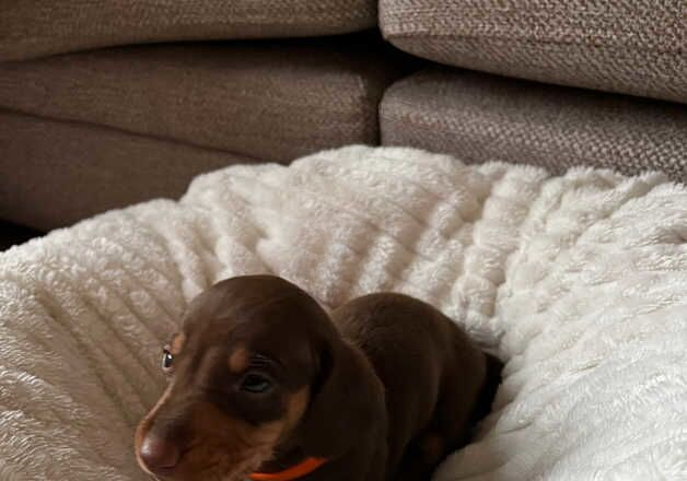 7 show quality standard smooth haired Dachshund for sale in Brackley, Northamptonshire - Image 2