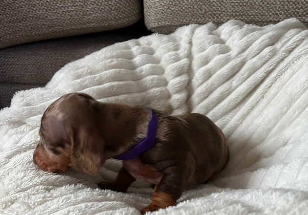 7 show quality standard smooth haired Dachshund for sale in Brackley, Northamptonshire - Image 3