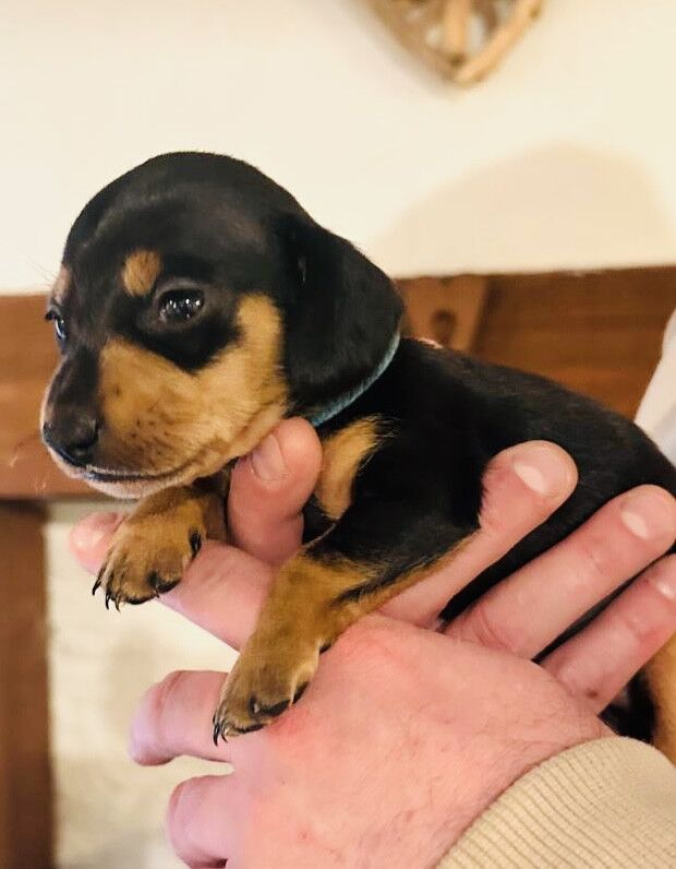 8 beautiful miniature dachshund's looking for there forever home for sale in Kingsbridge, Devon