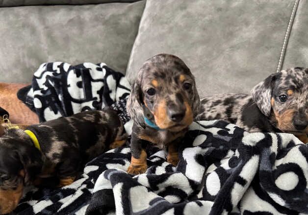 8 cute dachshund puppies available for sale in Preston, Lancashire