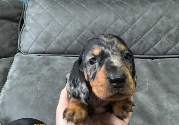 Dachshunds for sale in Preston, Lancashire