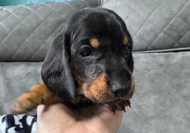 Dachshund Puppies for sale in Lancashire